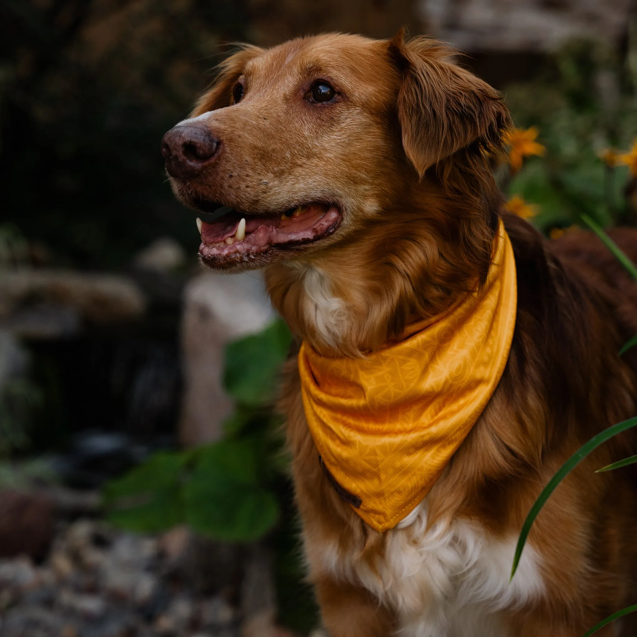 Mustard Bandana
