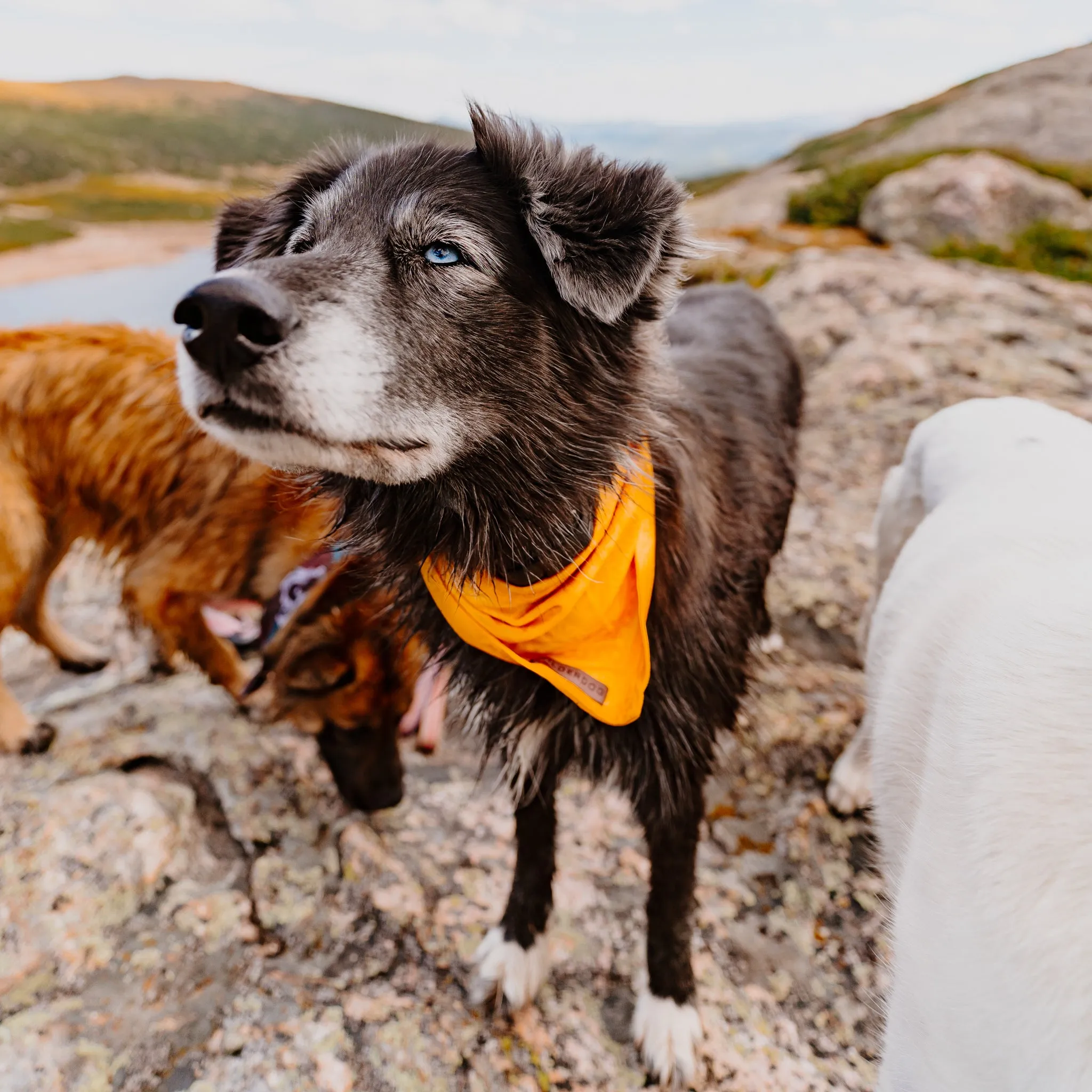Mustard Bandana