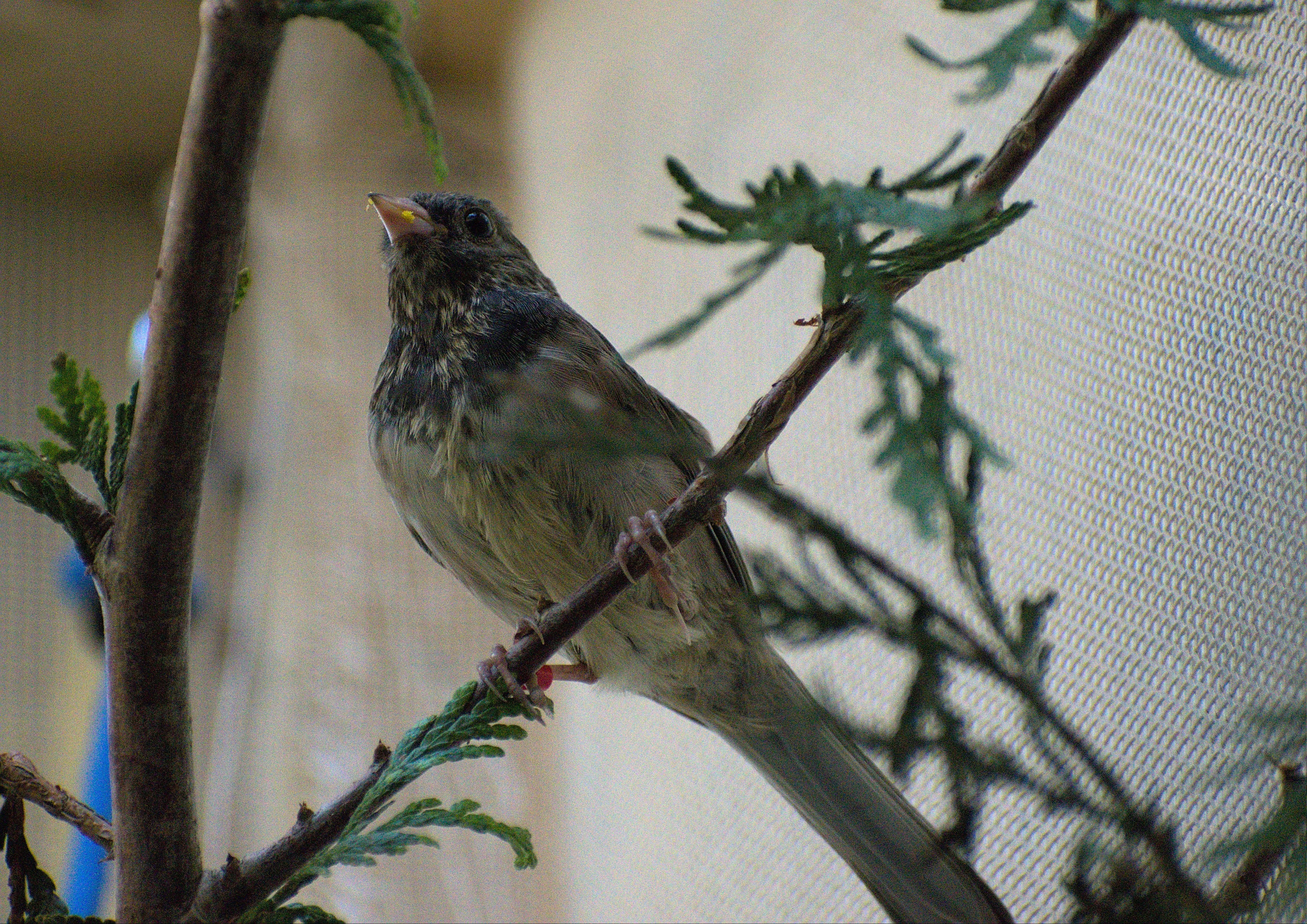 Outdoor Avian Enclosure - Wild ARC
