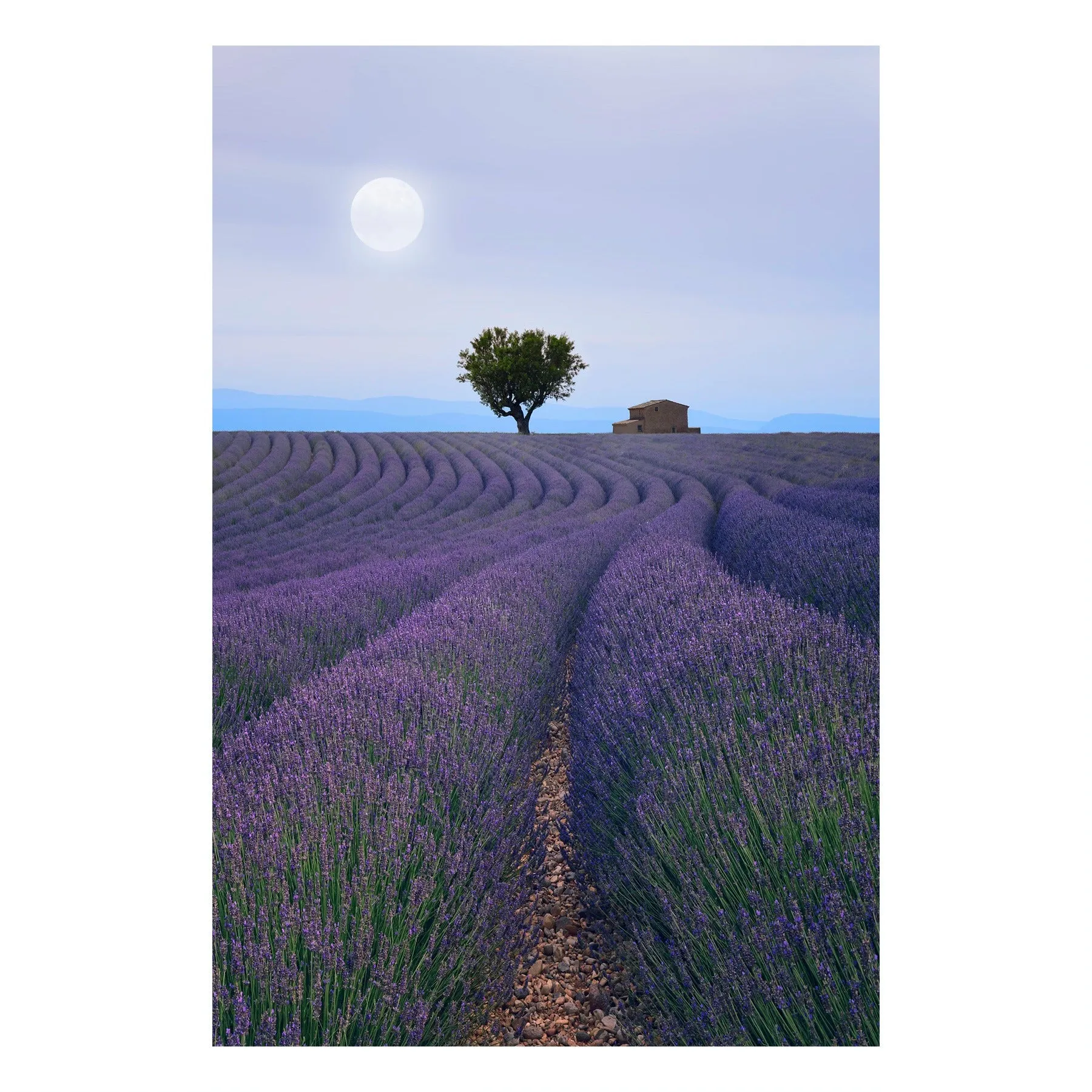 "Lavender Eve" | Nature Photography Print