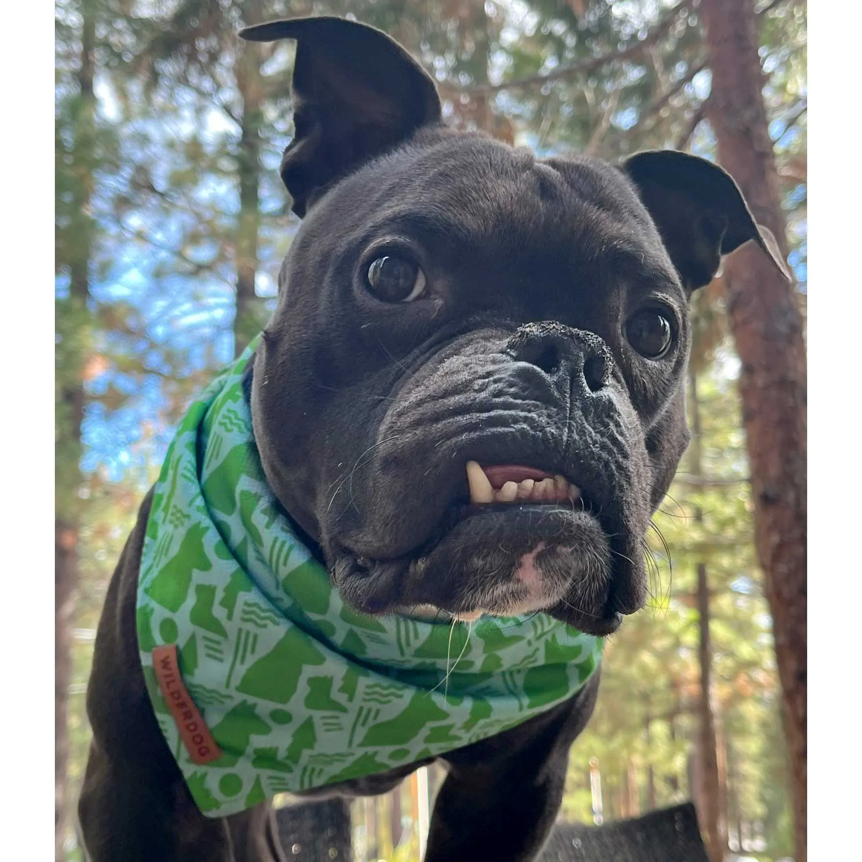 The Pet Network Bandana